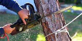 Best Commercial Tree Services  in Meraux, LA