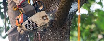 Trusted Meraux, LA Tree Services Experts