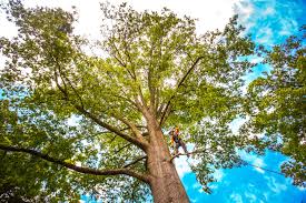 Best Tree Disease Treatment  in Meraux, LA