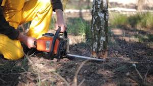 Best Tree Maintenance Programs  in Meraux, LA