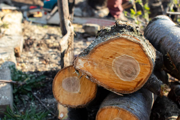  Meraux, LA Tree Services Pros