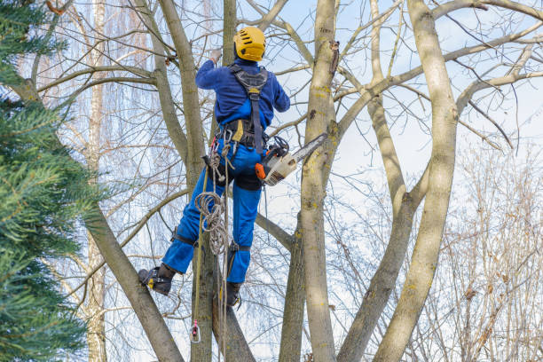 Best Seasonal Cleanup  in Meraux, LA