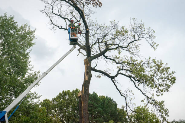 Best Storm Damage Tree Cleanup  in Meraux, LA