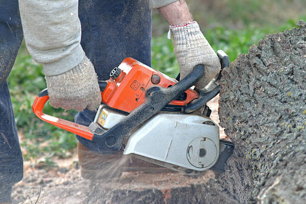 Best Leaf Removal  in Meraux, LA