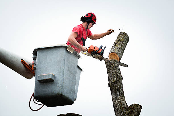 How Our Tree Care Process Works  in  Meraux, LA