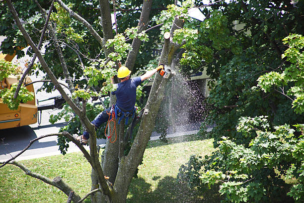 Best Tree Removal Service  in Meraux, LA