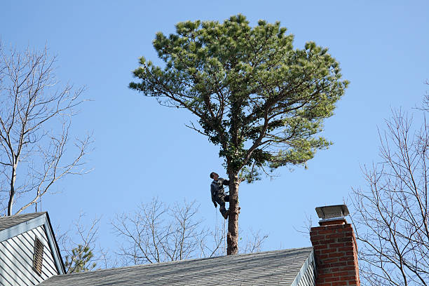 Best Tree Trimming and Pruning  in Meraux, LA