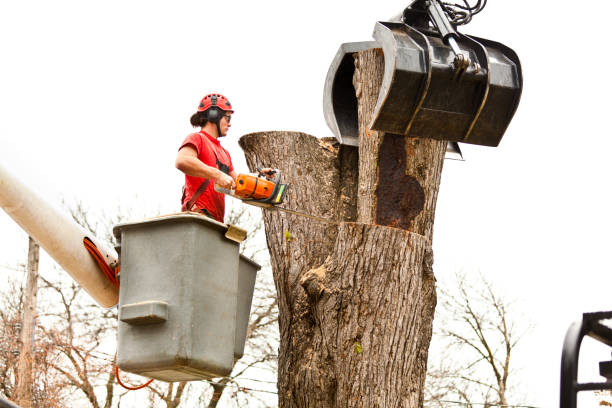 Best Tree and Shrub Care  in Meraux, LA